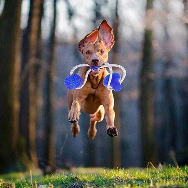 Jouet dentaire multifonction Lighteme pour animaux (3 couleurs)