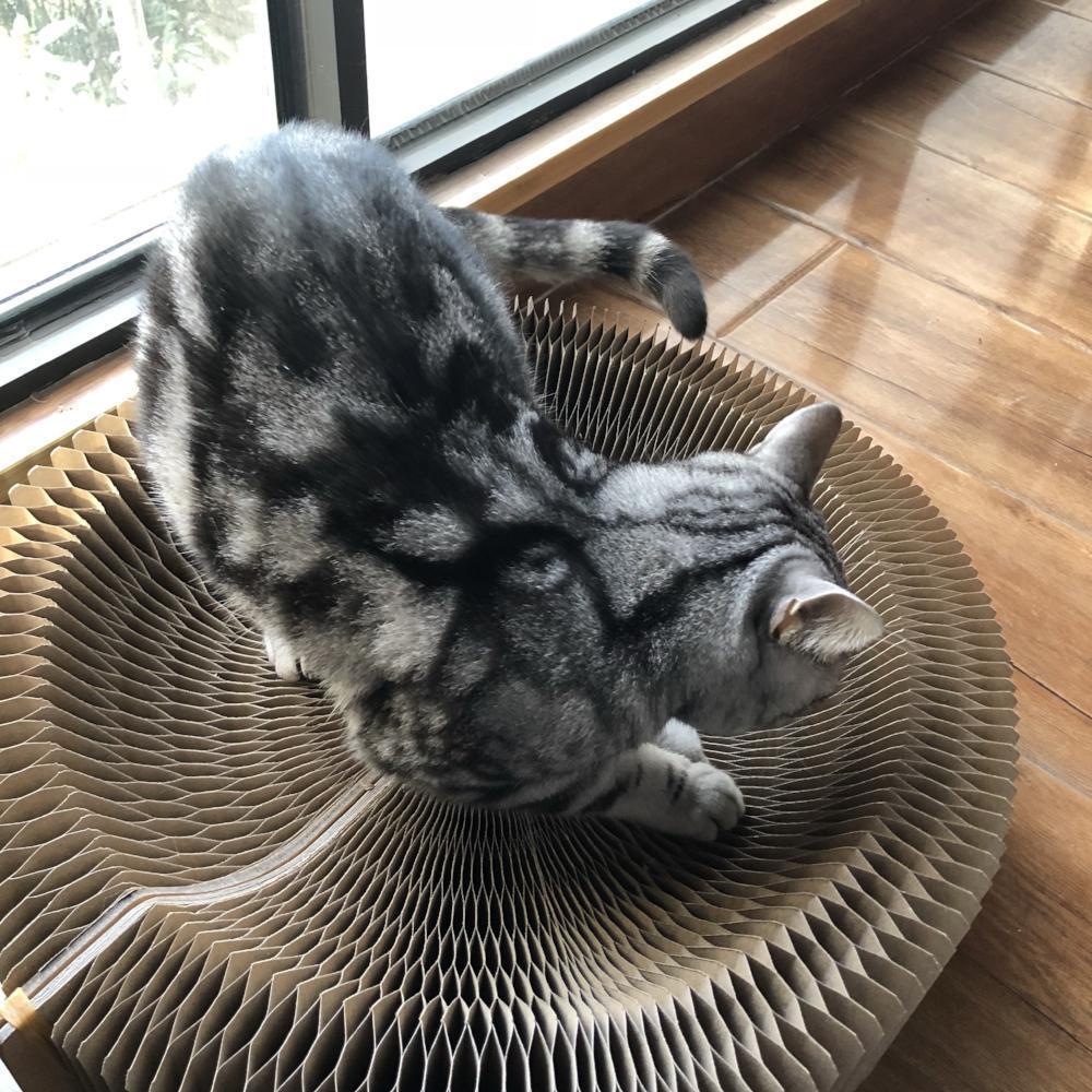 Fauteuil Lighteme Cat