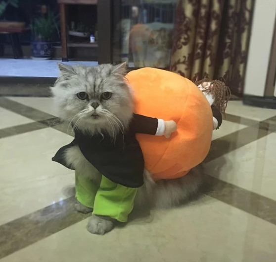 Lighteme Hunde-Kürbis-Halloweenkostüm (2 Varianten &amp; 4 Größen)