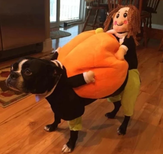 Lighteme Hunde-Kürbis-Halloweenkostüm (2 Varianten &amp; 4 Größen)