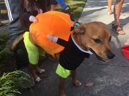 Lighteme Hunde-Kürbis-Halloweenkostüm (2 Varianten &amp; 4 Größen)