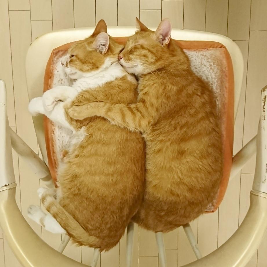 Tapis de toast Lighteme mignon et amusant