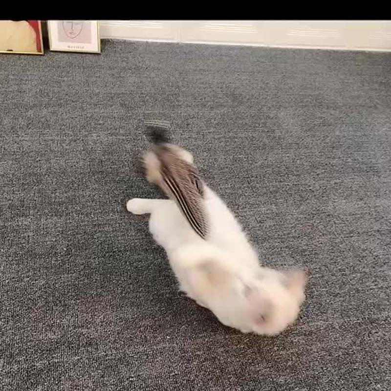 Lighteme Bling Training Lustiges Katzen-Spielzeug (2 Farben)