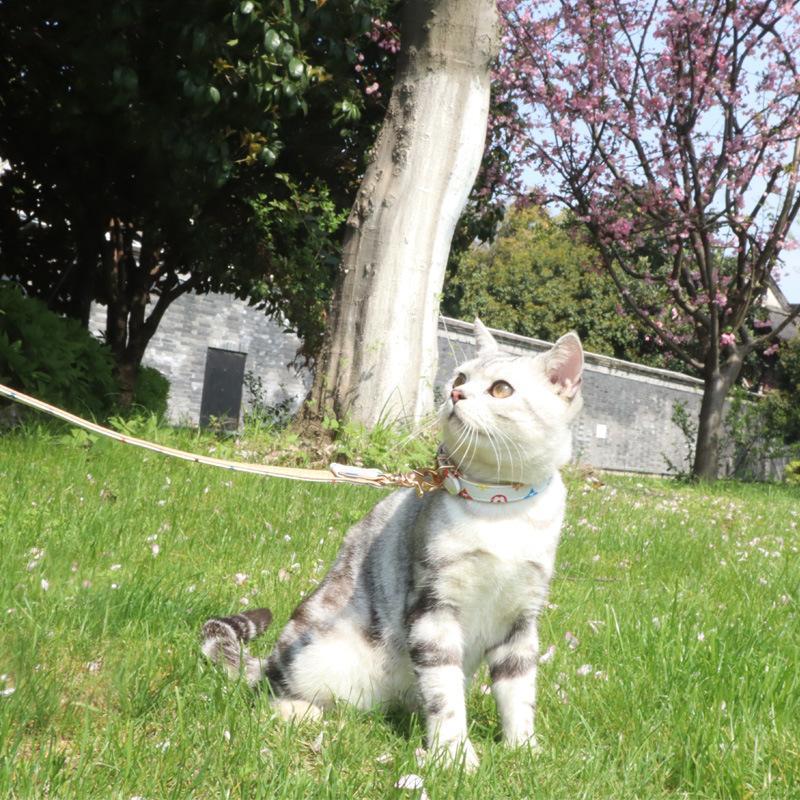 Lighteme Hundehalsband, modisch, verstellbarer Halsriemen (3 Farben &amp; 5 Größen)