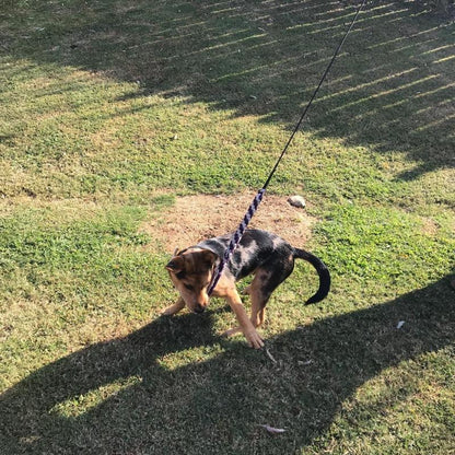 Lighteme New Telescopic Dog Teaser Training Stick (3 colors & 2 sizes)