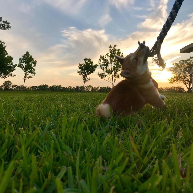 Lighteme New Telescopic Dog Teaser Training Stick (3 colors & 2 sizes)