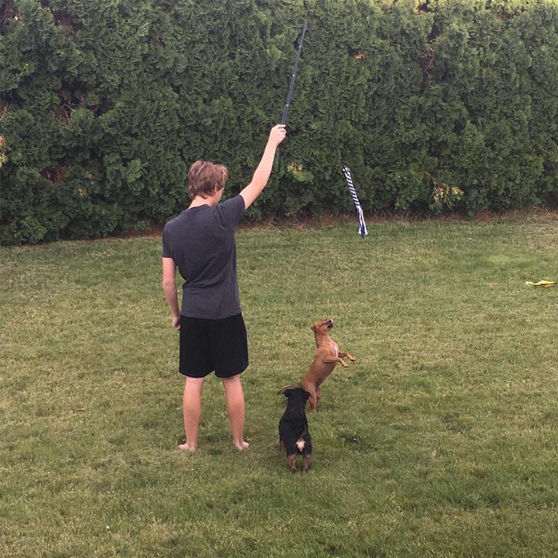 Lighteme New Telescopic Dog Teaser Training Stick (3 colors & 2 sizes)