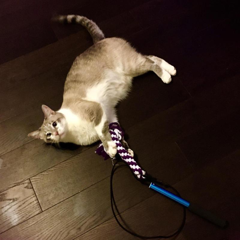 Lighteme New Telescopic Dog Teaser Training Stick (3 colors & 2 sizes)