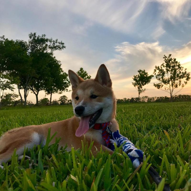 Lighteme New Telescopic Dog Teaser Training Stick (3 colors & 2 sizes)