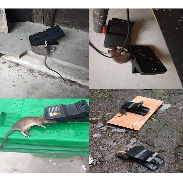 Piège à rats Lighteme