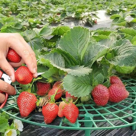 Cadre de plantation de fraises Lighteme | ACHETEZ-EN 2, OBTENEZ-EN 1 GRATUIT (3 PIÈCES)