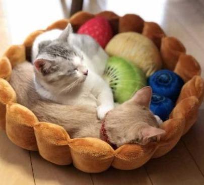Lighteme Katzen-Obstkuchenbett